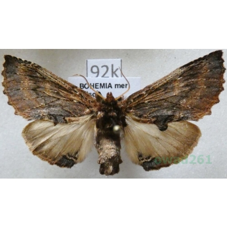 Ptilodon capucina (Linnaeus, 1758) male Wiechetka wielbłądka Czech92k